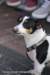oostfeesten_2015_a546_small.jpg