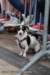 oostfeesten_2015_a86_small.jpg